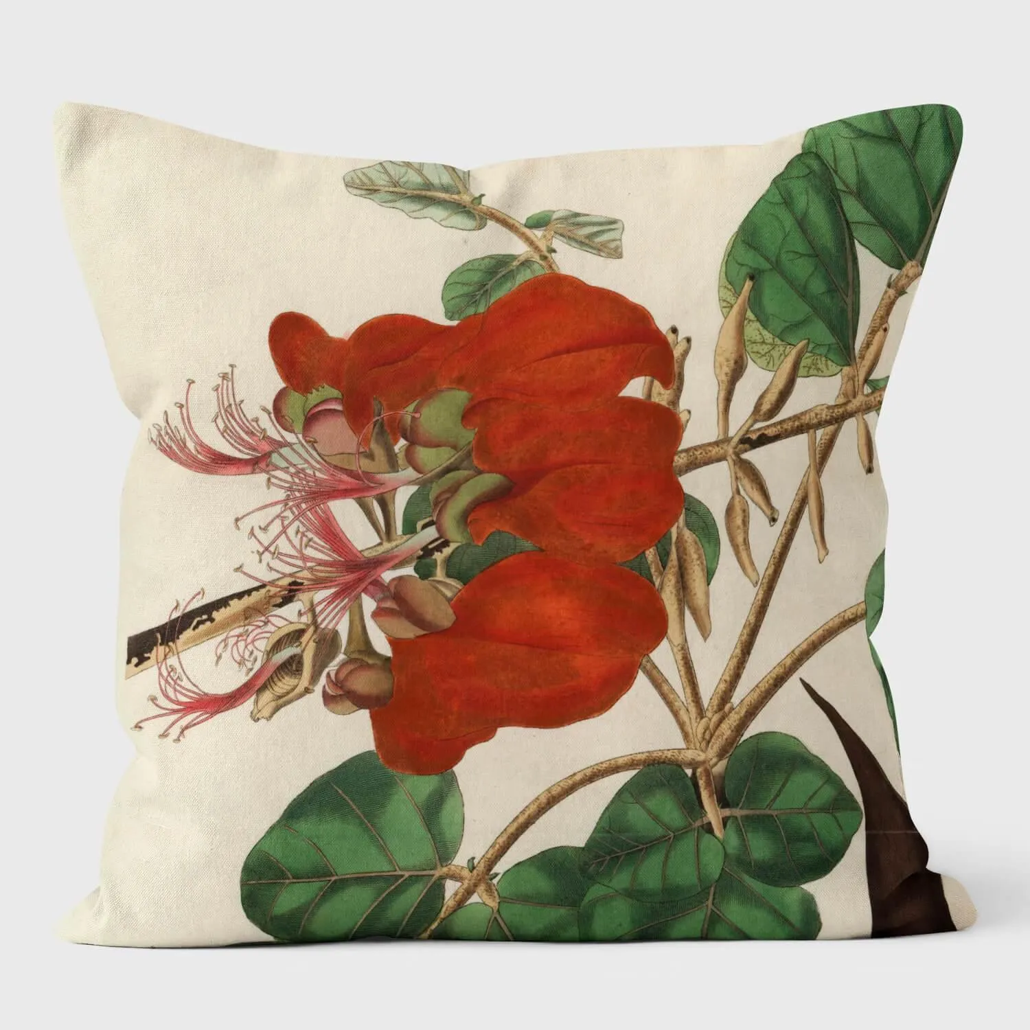 Velvety Erythrina - Botanical Cushion